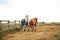 Two beautiful thoroghbred horses cantering in a pasture; freedom and together concepts