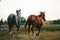 Two beautiful thoroghbred horses cantering in a pasture; freedom and together concepts