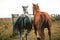 Two beautiful thoroghbred horses cantering in a pasture; freedom and together concepts