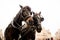 Two beautiful thoroughbred brown horses in a harness