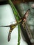 Two beautiful tropical baterfly on green background