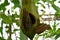 Two beautiful tropical Owl Butterflys, Caligo Memnon feeding on papaya fruit.