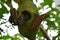 Two beautiful tropical Owl Butterflys, Caligo Memnon feeding on papaya fruit.