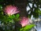 Two beautiful tropical silk acacia flowers in bloom with sun shining through and leafs visible