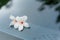 Two beautiful tung flowers fall on the windshield of the car,  tung flower blooms in springï¼ˆtung tree flower