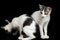 Two Beautiful twin domestic white kitten cat isolated on a black