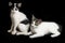 Two Beautiful twin domestic white kitten cat isolated on a black