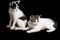 Two Beautiful twin domestic white kitten cat isolated on a black