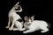 Two Beautiful twin domestic white kitten cat isolated on a black