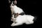 Two Beautiful twin domestic white kitten cat isolated on a black