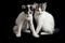 Two Beautiful twin domestic white kitten cat isolated on a black