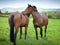 Two beautiful twin horses cleaning each other