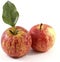 Two beautiful wet Gala apples with leaf
