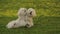 Two beautiful white dogs playing on the grass, fluffy pets enjoying the outdoors