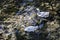 Two beautiful white geese swim in the clear running water in the glare of sunlight.