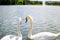 Two beautiful white geese swimming in a lake or pool and doing an heart shape with their heads. Love