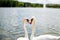 Two beautiful white geese swimming in a lake or pool and doing an heart shape with their heads. Love