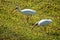 Two beautiful white herons with long beaks walking