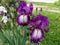 Two beautiful white and purple irises close-up. Graceful flower in the garden