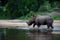 Two beautiful white rhinos crossing the river