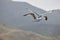 Two beautiful white seagulls fly against the blue sky, clouds and mountains. Two funny gulls fly against the background of the mou