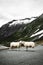 Two beautiful white sheep in Norway standing on the road with mountains in the background