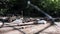 Two beautiful white swans drinking water from a lake in a zoo. Wild animals held captive for tourist entertainment. Birds near a