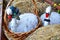 Two beautiful white swans, festively dressed in wedding costumes