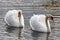 Two beautiful white swans with raised wings swimming on the river surface