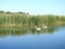 Two beautiful white swans in river, Lithuania