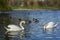 Two beautiful white swans with several ducks are on the blue lake