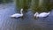 Two beautiful white swans swim in the pond