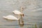 Two beautiful white swans in the water, mates for life