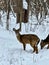 Two beautiful whitetail deer during Wisconsin winter