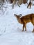 Two beautiful whitetail deer during Wisconsin winter