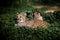 Two Beautiful Wild Cheetahs resting on green fields, Close up