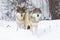 Two beautiful wolves in cold winter landscape