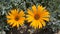 Two beautiful yellow flowers. Macro of the African Daisy, the Cape Marigold Dimorphotheca sinuata