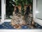 two beautiful yorkie dogs pets sit on the window