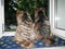 Two beautiful yorkie dogs pets sit on the window