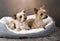 Two beautiful Yorkshire terriers laying in their basket