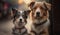 Two beautiful young black brown white and brown white Australian Shepherd dog sit, listening, and looking at something in the