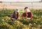 Two beautiful and young farmer girls examining crop of soy bean