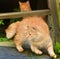 Two beautiful young ginger cats in the summer garden