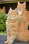 Two beautiful young ginger cats in the summer garden