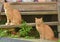 Two beautiful young ginger cats in the summer garden