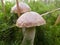 Two beautiful young neat mushrooms in the morning dew on the background of bright green moss