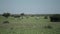 Two beautiful zebra walking on a green field in Africa on a sunny day.