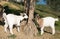 Two beauty baby dwarf goats