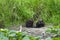 Two Beavers on River Bank